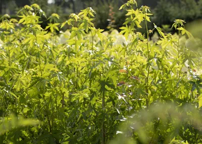 Produktbild von Liquidambar styraciflua 'Worplesdon', Amberbaum, 80–100 cm