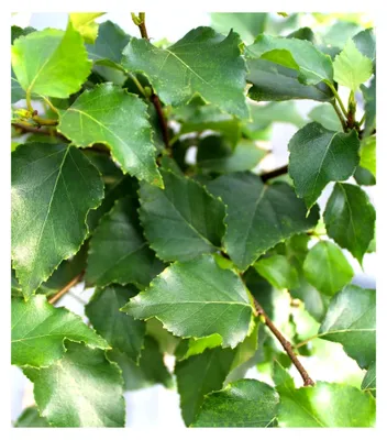 Produktbild von Kugelbirke Betula pendula Magical Globe Lollypop Birke Stammhöhe 80-100 cm