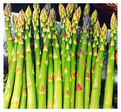 Produktbild von 55 Samen Grüner Spargel Mehrjährig Asparagus officinalis