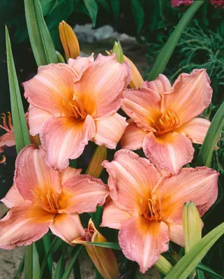 Produktbild von Hemerocallis x cult. 'Pink Damask', Taglilie, rosa, ca. 11x11 cm Topf