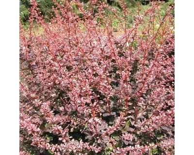 Produktbild von Berberitze FloraSelf Berberis thunbergii 'Harlequin' H 30-40 cm Co 4 L