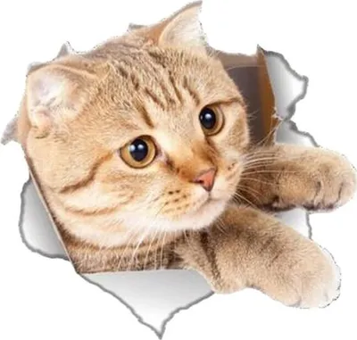 Produktbild von WC Deckel Aufkleber 3D Katze Toiletten Sitz Sticker für Badezimmer Dekoration
