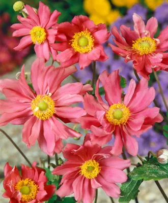 Produktbild von Anemone multifida 'Rubra', rosa Blüten, ca. 9x9 cm Topf
