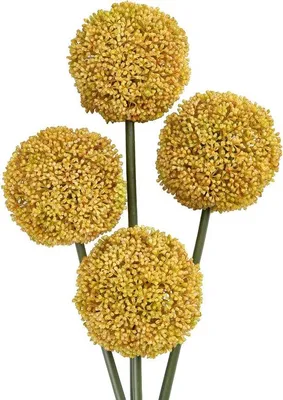 Produktbild von Famanu Kunstblumen Allium - 4 Stück, 66 cm, Gelb