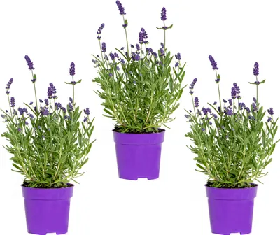Produktbild von Bloomique - 3er-Set - Lavandula Angustifolia - Lavendelpflanze - Gartenpflanzen - Winterhart - 15-20 cm Hoch - Topf 10,5 cm