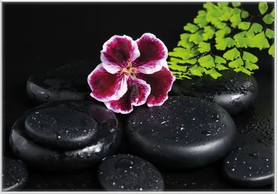Produktbild von Wallario Wandbild Geranienblüte auf schwarzen Steinen, benetzt mit Wassertropfen, Größe: 70,30 x 100,30 cm, Poster mit weißem Kunststoffrahmen
