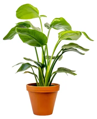 Obrázek produktu pro Gardners Strelitzia nicolai, průměr 17 cm