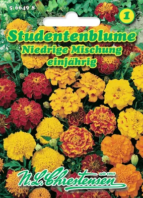 Produktbild von Studentenblume Niedrige Mischung  | Studentenblumensamen von N.L. Chrestensen