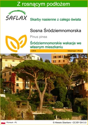 Zdjęcie produktu dla SAFLAX - Sosna Śródziemnomorska - 6 Nasiona - Z podłożem uprawowym wolnym od zarazków - Pinus pinea