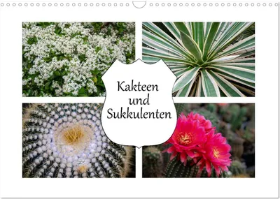 Produktbild von Kakteen und Sukkulenten (Wandkalender 2026 DIN A3 quer), CALVENDO Monatskalender