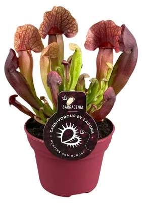 Immagine prodotto di Sarracenia Catesbaei - 23cm - Ø12cm - Pianta d'appartamento - Sempreverde