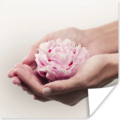Produktbild von MuchoWow® Poster Die Hände halten eine rosa Pfingstrose 100x100 cm - Babyzimmer
