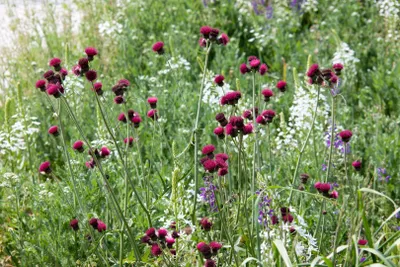 Produktbild von Cirsium rivulare, Kratzdistel, ca. 11x11 cm Topf, dekorativ