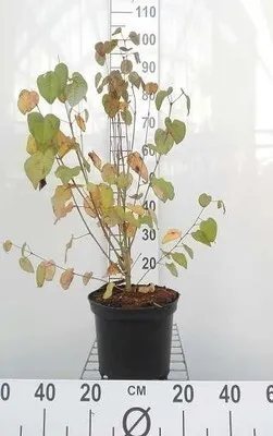 Image de Cercidiphyllum japonicum - Arbre de Katsura 50- 60 cm Conteneur