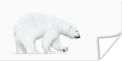Produktbild von MuchoWow® Poster Eisbär - Tiere - Weiß 40x20 cm - Poster für die Wand - Poster Schlafzimmer