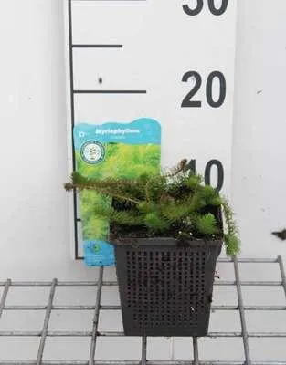 Obrázek produktu pro 6 x Myriophyllum crispata - Kadeřavost - květináč 11 x 11 cm