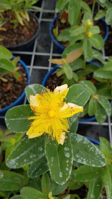 Image de Hypericum calycinum / Millepertuis à grandes fleurs