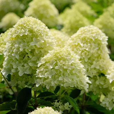 Produktbild von Bakker.com - Rispenhortensie 'Whitelight', Der topf / Ø 12cm / Lieferhöhe 15-20cm, verkauft im 2er-Pac