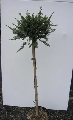 Produktbild von Hochstamm Chinesische Ulme Seiju - Ulmus parvifolia - Stamm 80cm + Krone