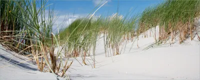 Produktbild von Wallario selbstklebendes Poster - Düne am Strand unter blauem Himmel, Größe: 50 x 125 cm