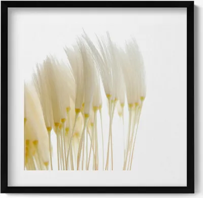 Produktbild von Weiße zarte Gräser– Wandbild mit Rahmen – Gerahmtes Bild  – Wanddekoration – 50x50 cm –  Schwarz Rahmen