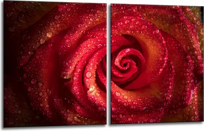 Obrázok produktu pre Krycie dosky na sporák 2x40x52 sklokeramická varná doska 2-dielny sklenený splashback roses
