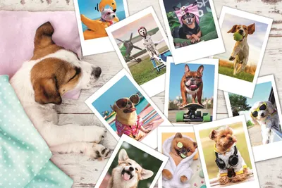 Image de TREFL Puzzle Photos de vacances 300 pièces
