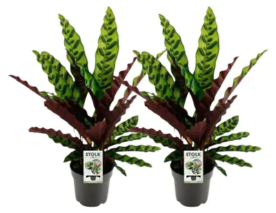 Immagine prodotto di Calathea Lancifolia Insignis | 2 pezzi - 35-45cm - Ø14cm - Pianta d'appartamento - Sempreverde - Multideal