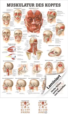 Produktbild von Muskulatur des Kopfes Mini-Poster Anatomie 34x24 cm medizinische Lehrmittel