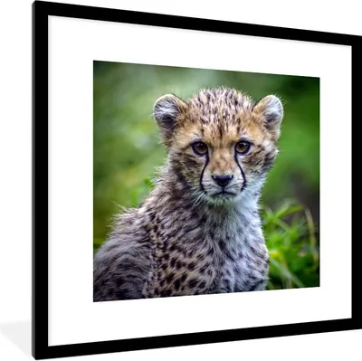 Produktbild von MuchoWow® Gerahmtes Poster Porträt eines Geparden 40x40 cm - Poster mit Schwarzem Bilderrahmen Wandposter Rahmen Foto Bilder - Poster - Plakat im Rahmen