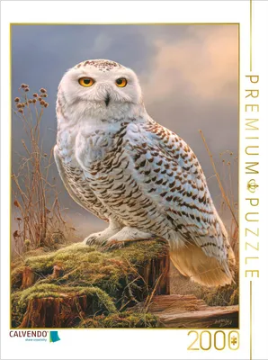 Produktbild von CALVENDO Puzzle Greifvögel | 2000 Teile Lege-Größe 90x67cm Foto-Puzzle für glückliche Stunden