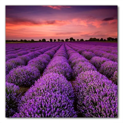 Produktbild von Wallario selbstklebende Möbelfolie/ Tischdecke für Innen und Außen, Größe: 70 x 70 cm - Lavendelfeld unter rotem Himmel