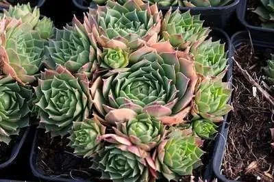 Produktbild von 6 x  Sempervivum hybr. 'Triste' - Hauswurz - Topf 9 x 9 cm