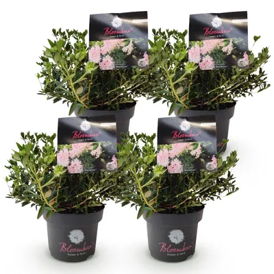 Produktbild von Green boutiQ - Zwergrhododendron - Rhododendron Bloombux Hellrosa - Blühende Buxus - Pflegeleicht - Hellrosa Blüte - 4 Pflanzen - Topf 17cm - Höhe 30-40cm