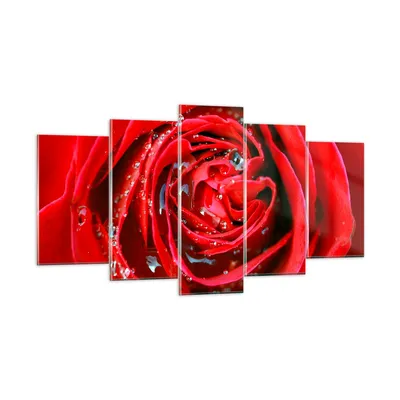 Produktbild von Bilder auf glas - Rose Blume Blütenblätter Tau - 160x85cm - Glasbilder - Wandbilder - Kunstdruck - zum Aufhängen bereit - Wanddekoration aus Glas - Glas Bilder - Wandbild auf Glas - GEA160x85-1518