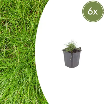 Produktbild von Festuca gautieri | 6 Stück - 10-25cm - Ø9cm - Gartenpflanze