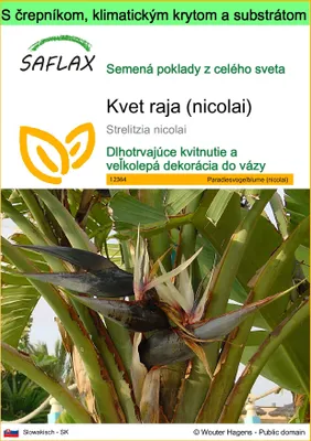 Obrázok produktu pre SAFLAX Garden to go - kvet raja (nicolai) - Strelitzia nicolai - 5 Semená - S črepníkom, klimatickým vekom a pestovateľským substrátom