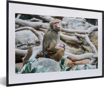 Produktbild von MuchoWow® MuchoWow® Gerahmtes Poster Affe - Junge - Zweig 60x40 cm - Poster mit zchwarzem Bilderrahmen - Schlafzimmer - Plakat in Rahmen - Drucken