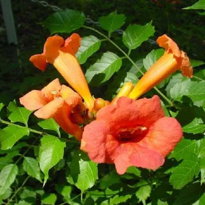 Obrázek produktu pro 2 x  trumpetovník  - Campsis radicans 'Flamenco'  | 50-60 cm v kontejneru