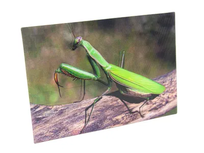 Produktbild von 3 D Ansichtskarte Gottesanbeterin, Postkarte Wackelkarte Hologrammkarte Tiere Tier