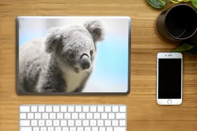Produktbild von MuchoWow® Laptop Aufkleber Sticker Cover Koala - Nahaufnahme - Tier - Kinder - Jungen - Mädchen 31x22.5 cm - Laptop-Deko