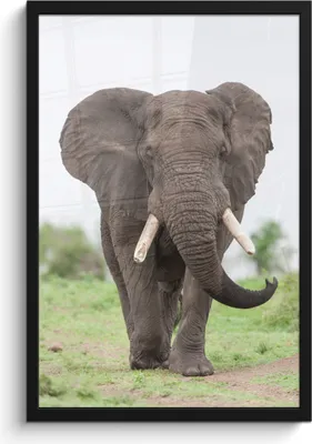 Produktbild von MuchoWow® MuchoWow® Gerahmtes Poster Elefant - Tiere - Gras - Natur 40x60 cm - Poster mit zchwarzem Bilderrahmen - Papierdruck - Wandbilder