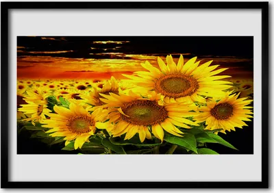 Produktbild von Bild 70x50 MDF-Rahmen Wandkunst Sonnenblume Pflanze
