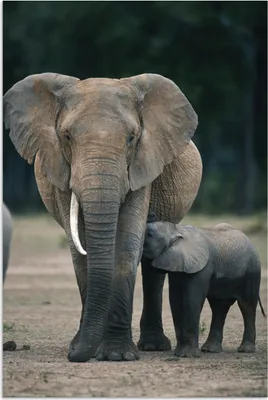 Produktbild von MuchoWow® Poster Elefant - Tiere - Flachland - Natur 120x180 cm - Kunstposter