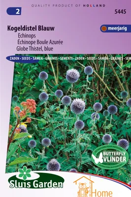 Immagine prodotto di Semi di fiori di cardo blu Echinops - Alta qualità per giardini colorati - Perfetti per aiuole e vasi - Ricco raccolto di fiori blu