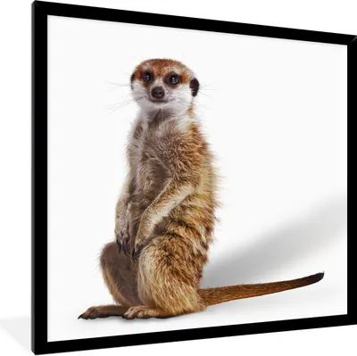 Produktbild von MuchoWow® Gerahmtes Poster Erdmännchen - Tiere - Fell 40x40 cm - Poster mit Schwarzem Bilderrahmen Wandposter Rahmen Foto Bilder - Mit Rahmen - Wanddekoration Schlafzimmer
