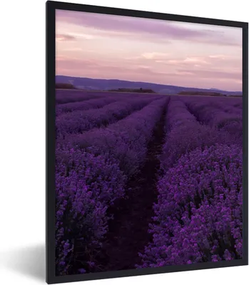 Produktbild von MuchoWow® Gerahmtes Poster Lavendel - Lila - Blumen - Natur 60x80 cm - Poster mit Schwarzem Bilderrahmen Wandposter Rahmen Foto Bilder - Premium - Wanddeko Wohnzimmer