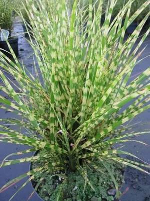 Produktbild von Miscanthus sinensis Goldbar - Chinaschilf Goldbar - Zwergiges Zebragras