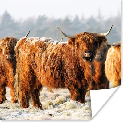 Produktbild von MuchoWow® Poster Schottische Highlander - Schnee - Wald 50x50 cm - Wohnzimmerdekoration