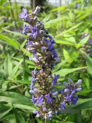 Produktbild von Mönchspfeffer Delta Blues - Vitex agnus castus - 40-60cm